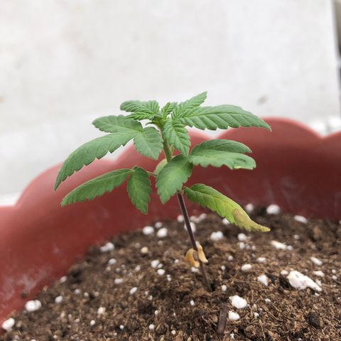 Lemon haze 🍋 growlog photo: 12:56 🏞👽