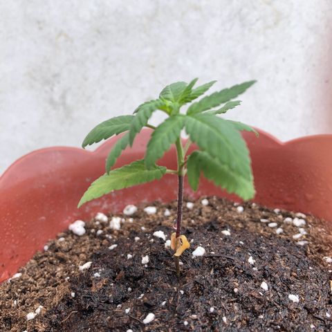 Lemon haze 🍋 growlog photo: 10:47 AM 🏞🌱✅