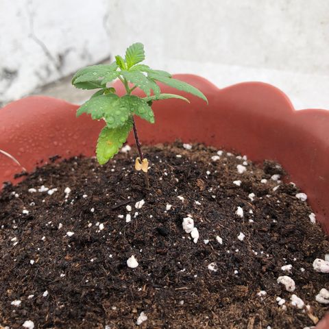 Lemon haze 🍋 growlog photo: 12:21 AM 🏞 🌱👽🌈❤️