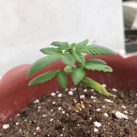 Lemon haze 🍋 growlog photo: 12:56 🏞👽