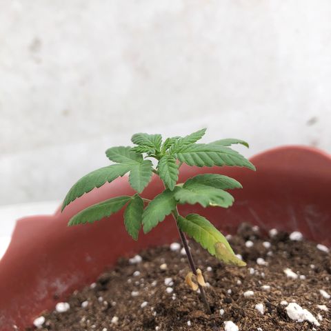Lemon haze 🍋 growlog photo: 12:56 🏞👽