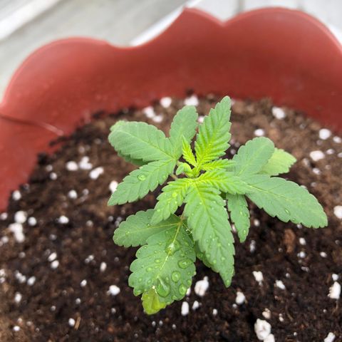 Lemon haze 🍋 growlog photo: 12:24 🏞👽