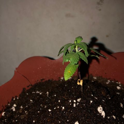 Lemon haze 🍋 growlog photo: 🌱✅❤️👽