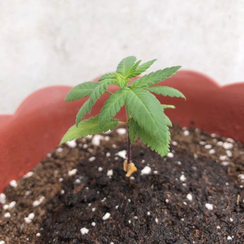 Lemon haze 🍋 growlog photo: 10:47 AM 🏞🌱✅