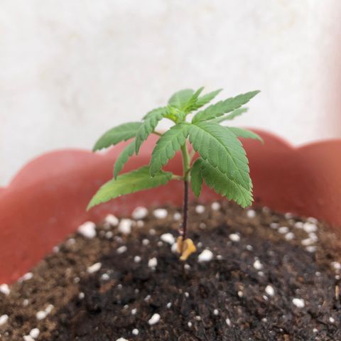 Lemon haze 🍋 growlog photo: 10:47 AM 🏞🌱✅
