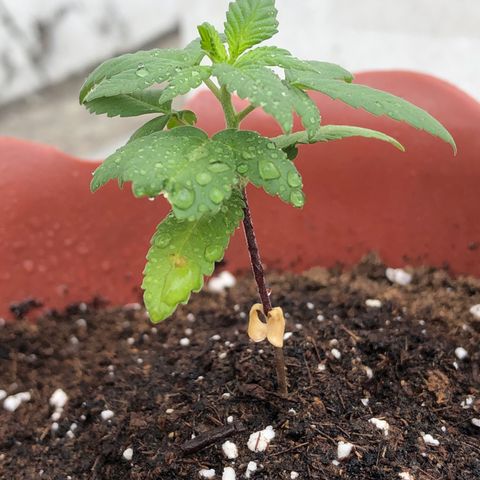 Lemon haze 🍋 growlog photo: 12:21 AM 🏞 🌱👽🌈❤️