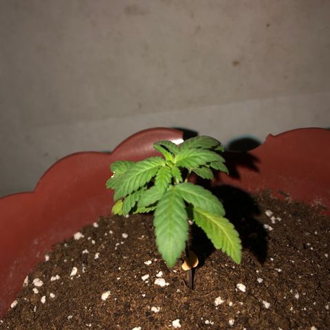 Lemon haze 🍋 growlog photo: 8:12 PM 🌌👽❤️🌱🌈