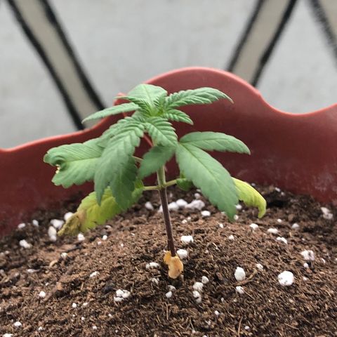 Lemon haze 🍋 growlog photo: 5:52 PM 🌅 🌱❤️👽 she’s healing ❤️‍🩹 