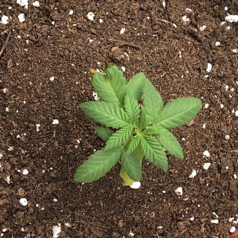 Lemon haze 🍋 growlog photo: 5:52 PM 🌅 🌱❤️👽 she’s healing ❤️‍🩹 