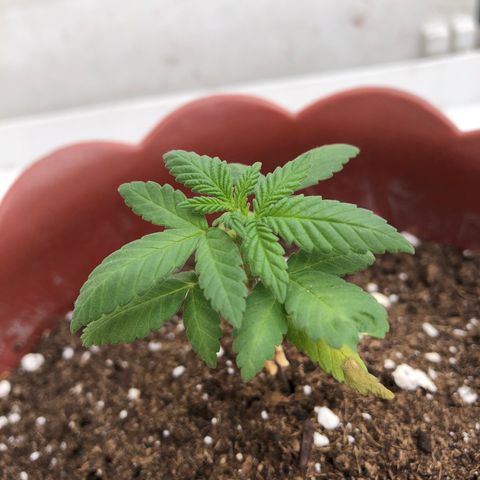 Lemon haze 🍋 growlog photo: 3:32 PM 🏞 
