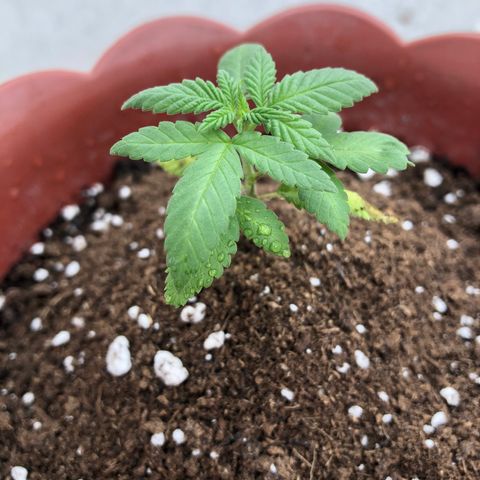 Lemon haze 🍋 growlog photo: 3:32 PM 🏞 
