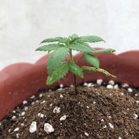 Lemon haze 🍋 growlog photo: 3:32 PM 🏞 
