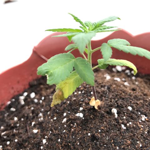 Lemon haze 🍋 growlog photo: 11:58 AM🏞🌿❤️