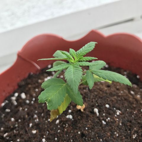 Lemon haze 🍋 growlog photo: 11:58 AM🏞🌿❤️