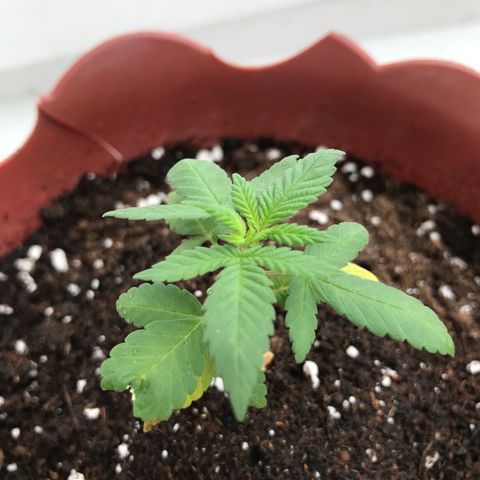Lemon haze 🍋 growlog photo: 11:58 AM🏞🌿❤️