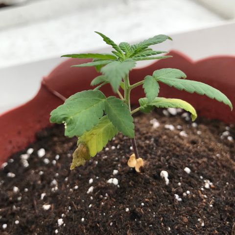 Lemon haze 🍋 growlog photo: 11:58 AM🏞🌿❤️