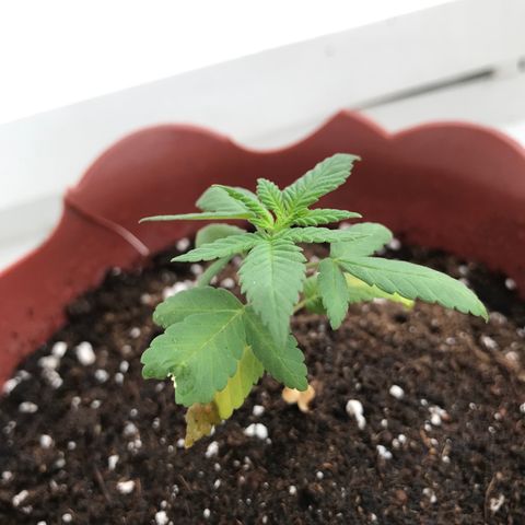 Lemon haze 🍋 growlog photo: 11:58 AM🏞🌿❤️