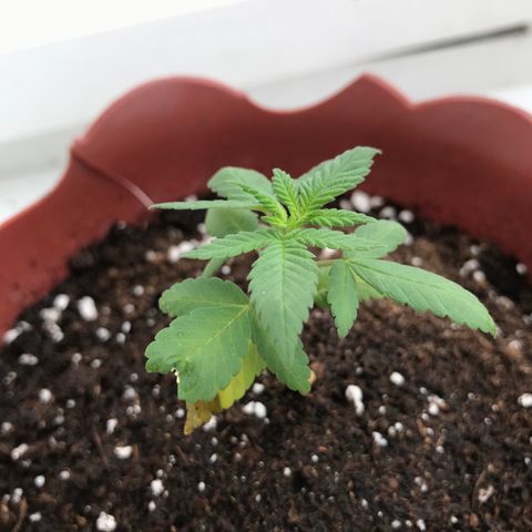 Lemon haze 🍋 growlog photo: 11:58 AM🏞🌿❤️