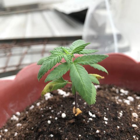 Lemon haze 🍋 growlog photo: yep 👍 
