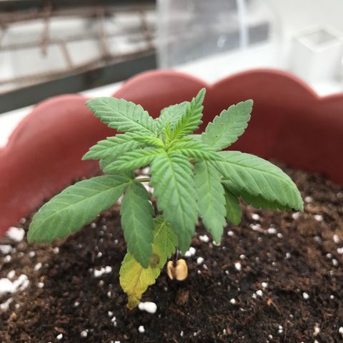 Lemon haze 🍋 growlog photo: yep 👍 