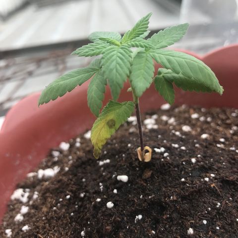 Lemon haze 🍋 growlog photo: yep 👍 