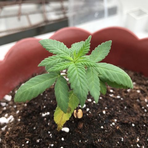 Lemon haze 🍋 growlog photo: yep 👍 