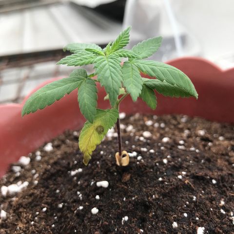 Lemon haze 🍋 growlog photo: yep 👍 