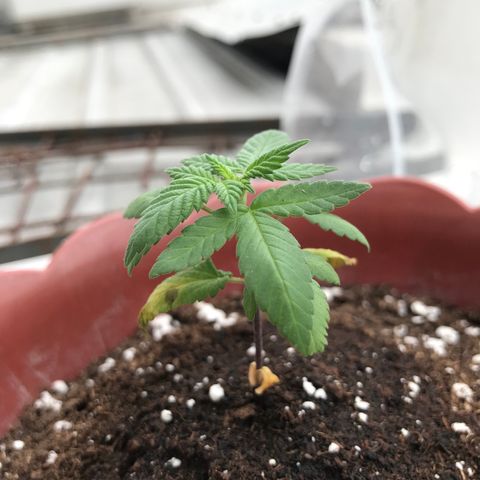 Lemon haze 🍋 growlog photo: yep 👍 