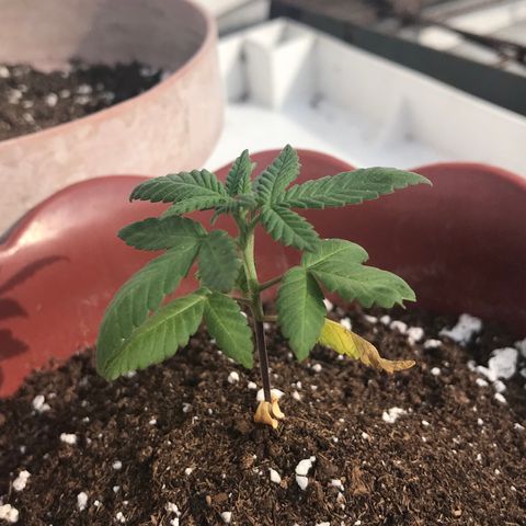Lemon haze 🍋 growlog photo: 4:04 PM 🏞
