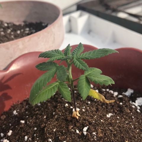 Lemon haze 🍋 growlog photo: 4:04 PM 🏞