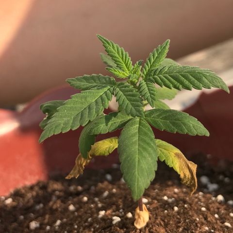 Lemon haze 🍋 growlog photo: 5:01 PM ❤️🌿