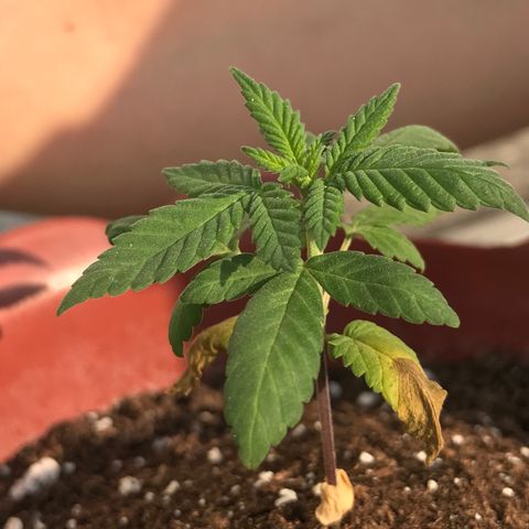 Lemon haze 🍋 growlog photo: 5:01 PM ❤️🌿