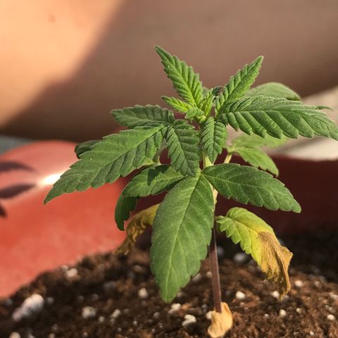 Lemon haze 🍋 growlog photo: 5:01 PM ❤️🌿