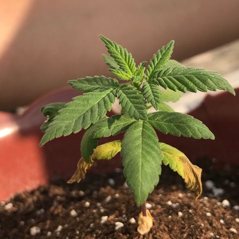 Lemon haze 🍋 growlog photo: 5:01 PM ❤️🌿