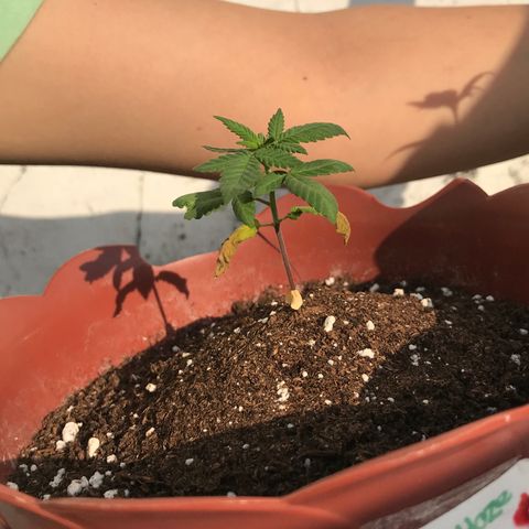 Lemon haze 🍋 growlog photo: 5:01 PM ❤️🌿