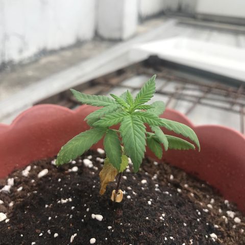 Lemon haze 🍋 growlog photo: 12:10 am