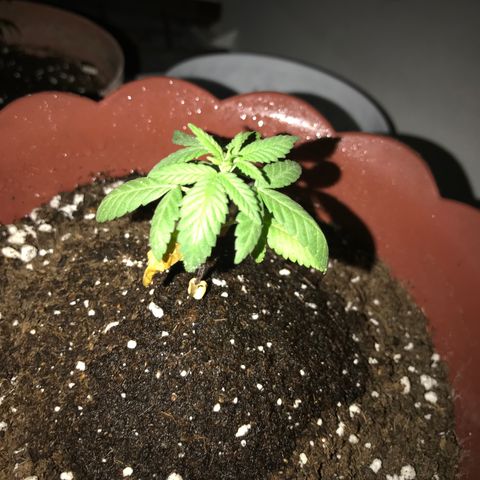 Lemon haze 🍋 growlog photo: 20:34 pn