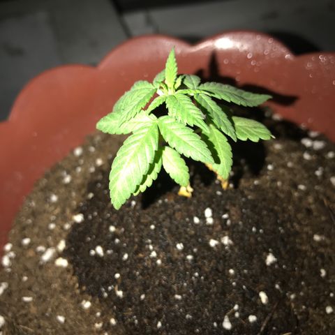Lemon haze 🍋 growlog photo: 20:34 pn
