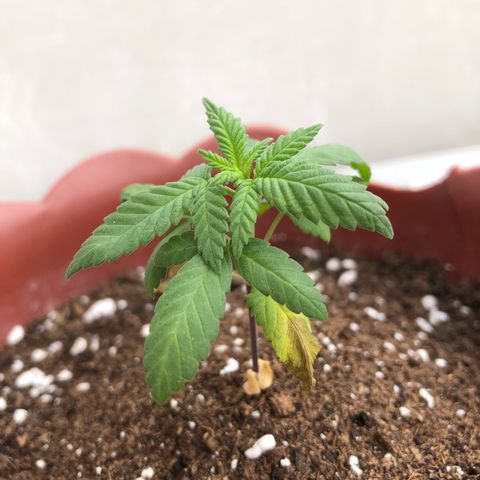 Lemon haze 🍋 growlog photo: 2:05 - 2:08 PM 🌱✅❤️🌈👽