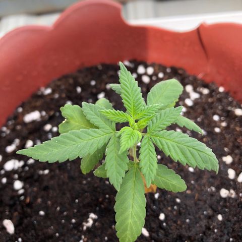 Lemon haze 🍋 growlog photo: 10:49-10:53 AM 🏞🌈❤️🌱👽