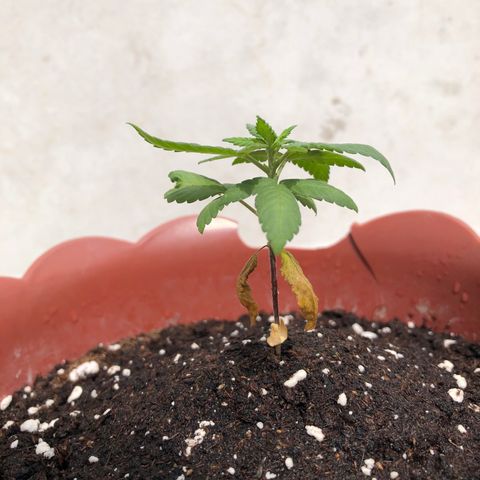 Lemon haze 🍋 growlog photo: 10:49-10:53 AM 🏞🌈❤️🌱👽