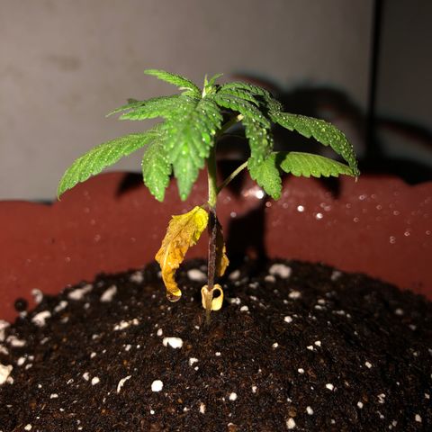 Lemon haze 🍋 growlog photo: 6:56 🌄 ❤️🌱