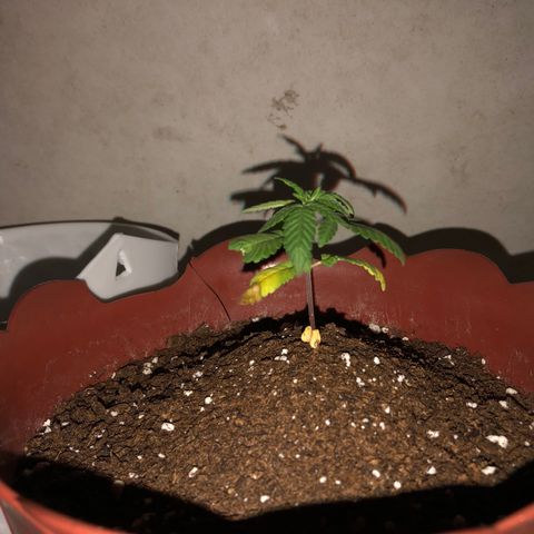 Lemon haze 🍋 growlog photo: 👽❤️🌱💧✅
9:19 PM 🌌