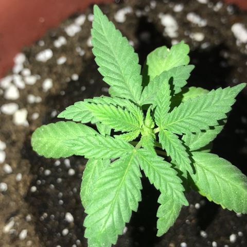 Lemon haze 🍋 growlog photo: 6:28 PM 🌄