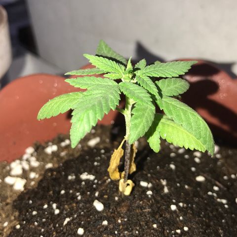 Lemon haze 🍋 growlog photo: 6:28 PM 🌄