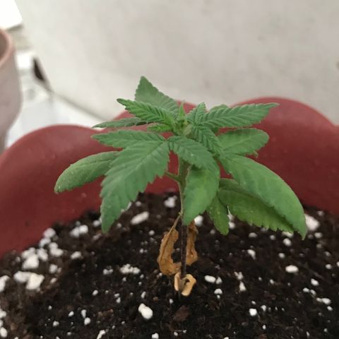 Lemon haze 🍋 growlog photo: 6:28 PM 🌄