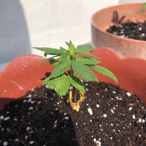 Lemon haze 🍋 growlog photo: 9:47 AM🏞