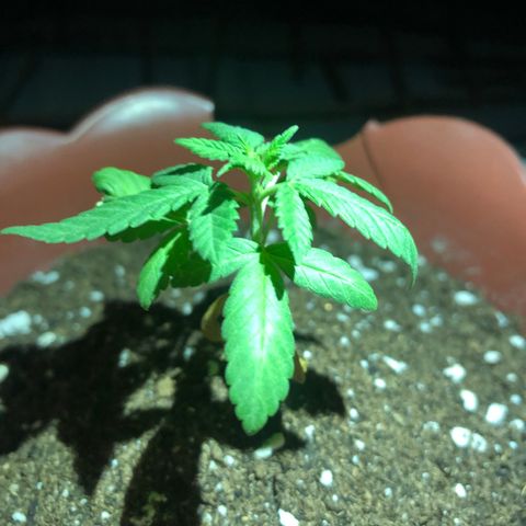Lemon haze 🍋 growlog photo: 7:27 PM 🌌🌱❤️👽