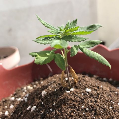 Lemon haze 🍋 growlog photo: 2:41 PМ 🏞✅💧