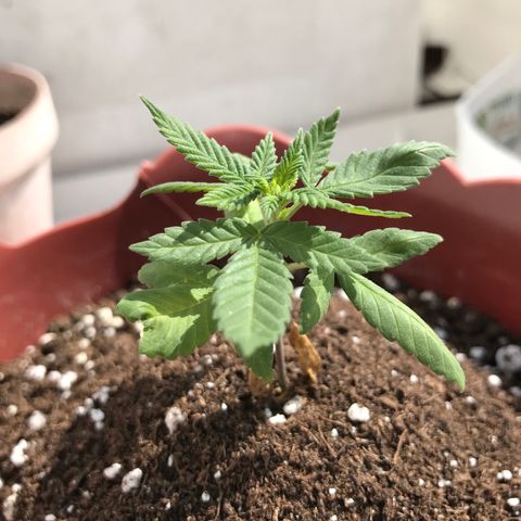 Lemon haze 🍋 growlog photo: 2:41 PМ 🏞✅💧